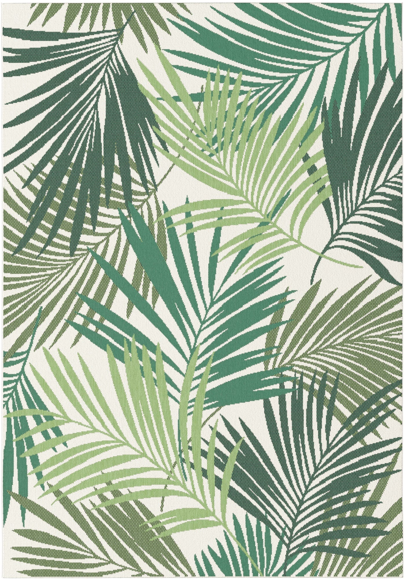Comet Palm